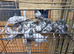 Bluebar Racing Peagons for sale in Bradford 50&pound; each