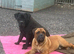 Cane Corso x Dogue de Bordeaux READY NOW