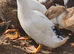 Mixed breed ducks