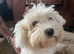 Maltese girl 6 half mths