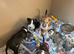 English bull terrier puppies
