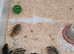 Jumbo Japanese Coturnix Baby Quails for Sale