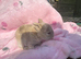 3 babies mini lops