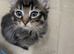 1 beautiful boy left! ready now!