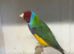 Pair of Goldian finches