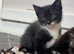 Male kitten ready to go