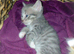 beautiful babies for sale