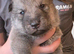 Tamaskan Puppies