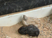 King/Chinese painted quail