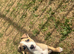 Lurcher bitch