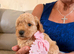 adorable toy poodle litter