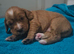 Cocker Spaniel Puppies