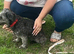 Female schnoodle
