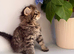 Kittens for Sale &ndash; Looking for Loving Homes!