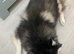 Husky for sell