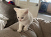 Mixed breed but mostly British shorthair heritage.