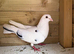 Adult pair tippler