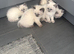 Ragdoll kittens
