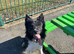 Border Collie 1 and a half