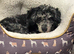 Merle Toy Poodle Stud Available