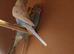 Budgies
