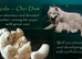 KC Registered Samoyeds from Proven Champion Lines