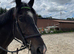 15.3 gelding 6yrs TB project