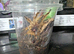 Featherleg Baboon Tarantula Unsexed Juvenile