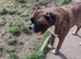 Adult Boxer