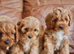 Stunning Health Tested F1 Toy Cavapoo Puppies