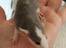 BABY RATS