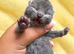 Exceptional quality British shorthair kittens