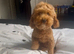 TOY POODLE BOY PUPPY 8mth
