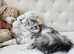Maine Coon Champion bloodline