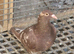 Mulemans Pigeons