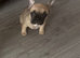 French Bulldog pups