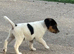 Border Lakeland x puppy&rsquo;s for sale
