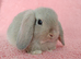 Baby mini lop rabbits for sale