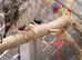 Cherry Finch Pair swap or offer