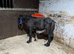 6 month old colt cob