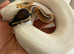 Male pied royal python