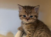 Pedigree British Shorthair