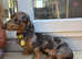 Miniature dachshund stud dog