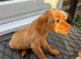 Boy labrador for rehome