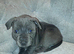 Fur baby&rsquo;s for sale