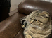 Stunning Female Scottish Fold