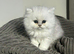 Pure breed persian chinchila kittens