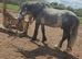 CONNEMARA X COB