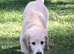 1 boy available