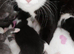 Girl gray and white fluffy